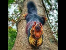 Other articles where giant flying squirrel is discussed: Indian Giant Squirrel Malabar Giant Squirrel Ratufa Indica Youtube