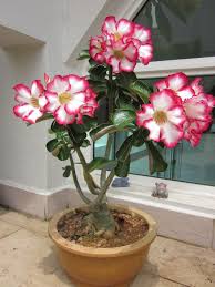 Gobi Rose Variety Google Search Desert Rose Plant Rose Seeds Desert Rose