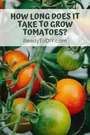 With the wide variety of tomatoes varieties, gardeners often focus on whether to grow standard, beefsteak, oxheart, cherry, roma, grape, plum or one of the many types of heirloom species.but before getting to this point, there is a more basic decision to make: How Long Does It Take To Grow Tomatoes Ready To Diy
