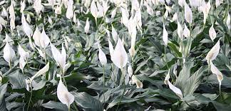 Image result for Spathiphyllum