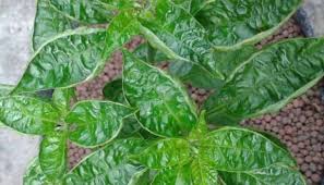 Employees were very polite and answered my questions. Perbezaan Daun Cili Menjadi Kerinting Disebabkan Virus Dan Terlebih Baja Blog Cilibangi