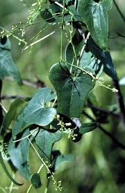 Image result for Tinospora orophila
