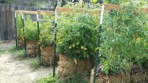 Transplant your strawberries into the bales, four to six plants per bale. Straw Bale Gardening Instructions And How It Works Countryside