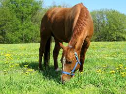 Cheval et une grande rose. Image De Cheval A Imprimer En Couleur Gratuit