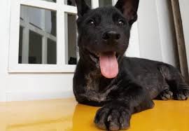 We have puppies available for adoption ❤️. Four Paws Rescues Success Stories Animal Welfare Organisation