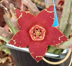 Image result for Orbea rogersii