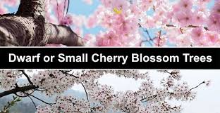However, some have a graceful. Dwarf Or Small Cherry Blossom Trees With Pictures With Care Guide