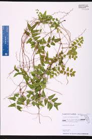 Image result for Lygodium microphyllum