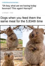 Dogs Are The Greatest From Reddit Dog Mom Human Emotions Wholesome Memes