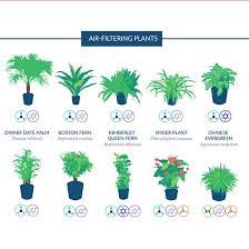 But he became infected with a virus. Know About Health Benefits Of House Plants