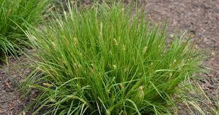 Image result for Carex sp.no.1