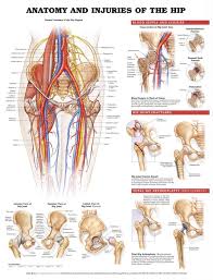 Understanding The Hip And Knee Anatomy Print Poster Prints Allposters Com In 2021 Anatomy Hip Anatomy Muscle Diagram
