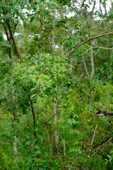 Image result for Heteromorpha involucrata