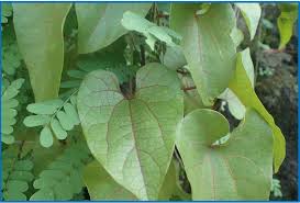Image result for Aristolochia albida