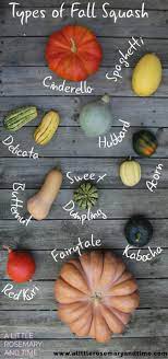 Types Of Fall Squash And How To Use Them A Little Rosemary And Time Winter Squash Recipes Potato Varieties Squash Recipes