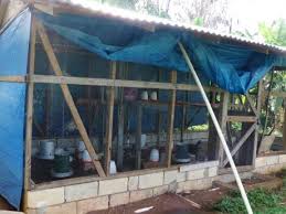 Pour over chicken in a plastic bag or container. School Sows Seeds Of Self Reliance News Jamaica Gleaner