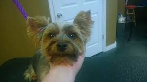 Lilly With Pierced Ears Yorkie Ear Piercings Lillies