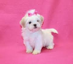 Rare color shih tzu puppies, rgistered, vaccinated, short colby bodies, thick fluffy coats, flat smooshy baby doll faces, great personalities.… aca pure bred shih tzu puppies (nine weeks old) 1947.72 miles Shih Tzu Puppies At Yorkiebabies Com 1650 All White With Cream Ears Shih Tzu Puppy Shih Tzu Teacup Puppies Maltese