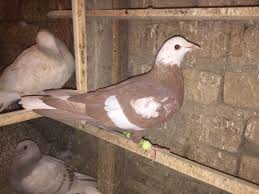 Pin By Huns Sharif On Pigeons Love In 2020 Birds Pigeon Wings