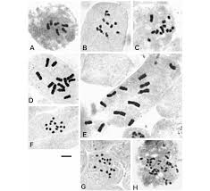 Image result for Aristolochia promissa