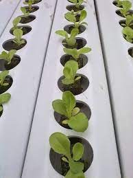 Otros En Jardines Y Exteriores Hidroponia Hidroponia Hidroponia Casera