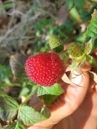 Image result for Rubus rosifolius
