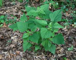 Image result for Ageratinastrum