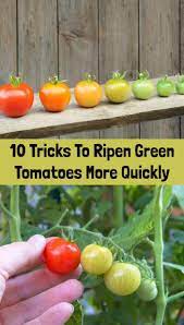 10 Tricks To Ripen Green Tomatoes More Quickly Ripen Green Tomatoes How To Ripen Tomatoes Tomato