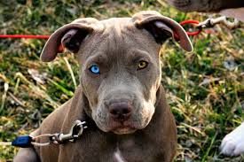 We did not find results for: Blue Eyed Pitbull Do Pitbulls With Blue Eyes Really Exist