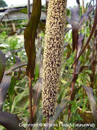 Image result for Cenchrus americanus