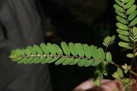 Image result for Phyllanthus amarus