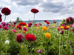 Once you've planted your garden, here's how to get the most out of your cut flowers: The Perils Of Starting A Cut Flower Farm Saga