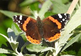 Butterfly Conservation Hertfordshire And Middlesex Branch Sightings Page
