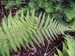 Image result for Microlepia