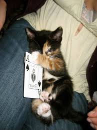 Calico board game english edition oop flatout games *ccghouse*. Calico Board Game Reprint Games Tech