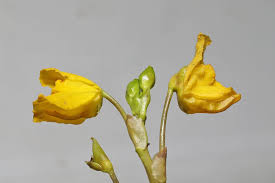 Kuvahaun tulos haulle bladderwort plant