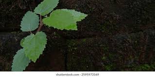 Image result for Laportea ovalifolia