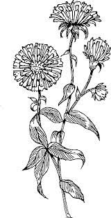Flower Outline Google Search Aster Flower Tattoos Aster Tattoo Aster Flower