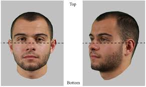 The two areas of interest (AOIs) used to assess eye movement patterns...
