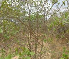 Image result for Garcinia kingaensis