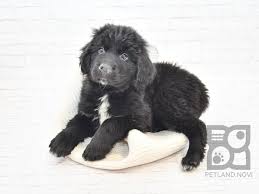 Our newfoundland puppies come with a one year health guarantee, are vaccinated with neopar at 4 weeks, and vanguard plus 5/cv at 6 and 8 weeks of age, wormed on a regular basis. Newfoundland Puppies Petland Novi