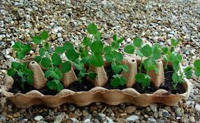 To get the very best from your garden, make sure to locate your garden where your plants will get at least 6 hours of sun a day and orientate your beds north to south. Pin On Gardening