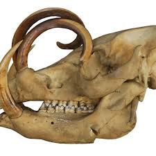 We did not find results for: Google Art Project Goes 3d With Vast Macabre Collection Of Animal Skulls The Verge