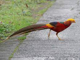 26 Increibles Especimenes Del Reino Animal Super Coloridos Animalitos Para Colorear Aves De Compania Animales Hermosos