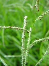 Image result for Paspalum plicatulum