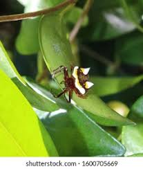 Image result for Poecilostachys