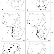 Image result for Eulophia stachyodes