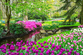 Free for commercial use no attribution required high quality images. Beautiful Spring Flowers Near Pond In Keukenhof Park In Netherlands Stock Photo Picture And Royalty Free Image Image 56298439