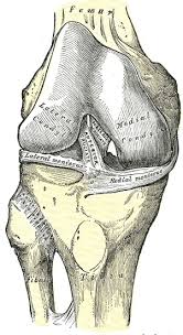 Figure Interior Ligaments Of The Right Statpearls Ncbi Bookshelf