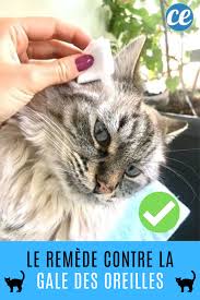 Epingle Sur Astuces Pour Chiens Chats